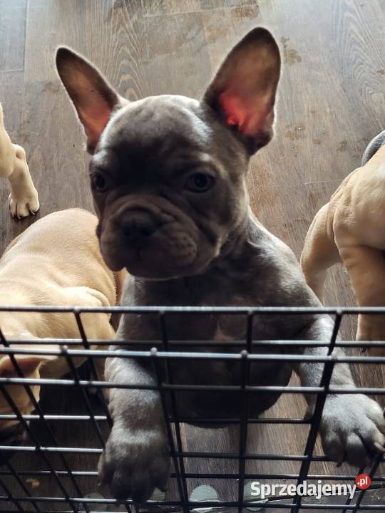 Buldog francuski Zwierzęta sprzedam