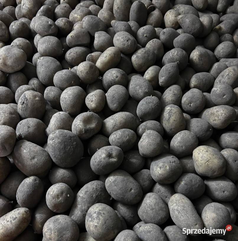 Ziemniaki Lilly z własnej uprawy dolnośląskie Bielawa