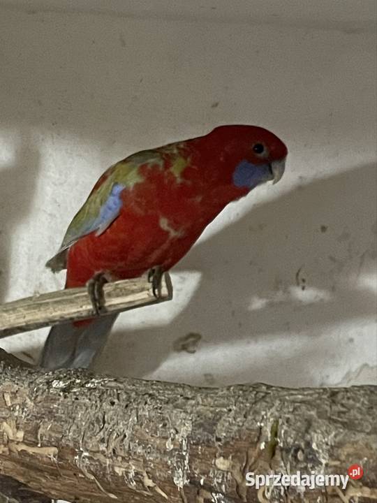 Rozella królewska samica młoda z 2025 Gorzów Śląski