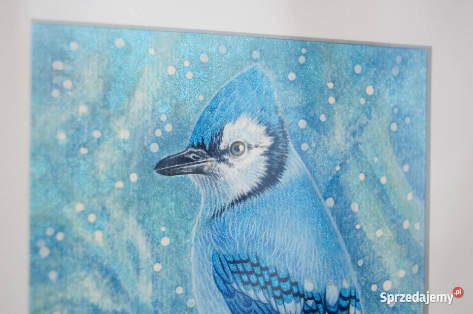 Blue Jay Modrosójka błękitna ptak zima akwarela niebieski Lublin