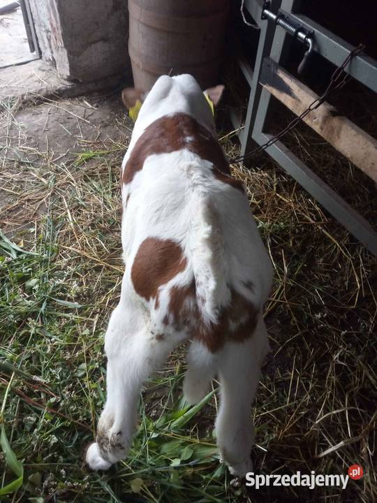 Siano Słoma Zboże Sprzedam Zamienię na Cielęta
