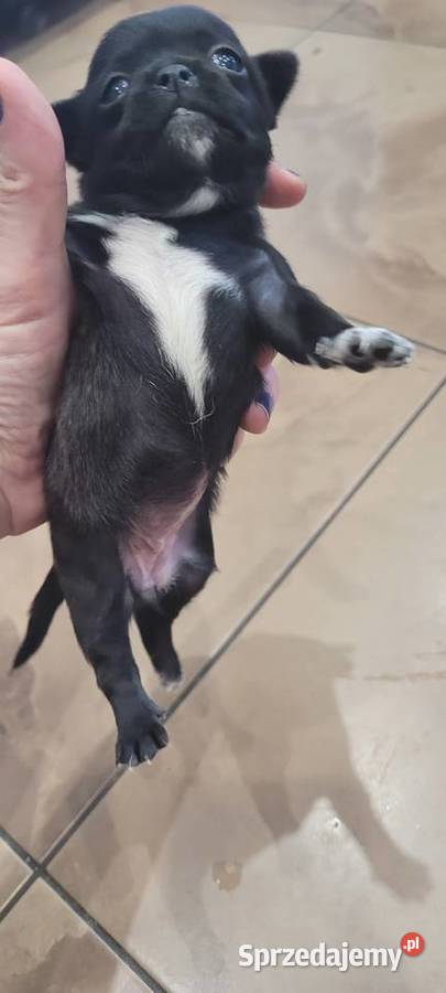 Chihuahua Wilkowisko