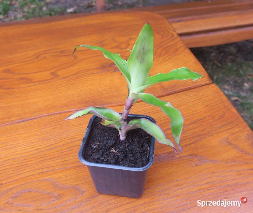 Złoty wąs Callisia Fragrans Pruszków
