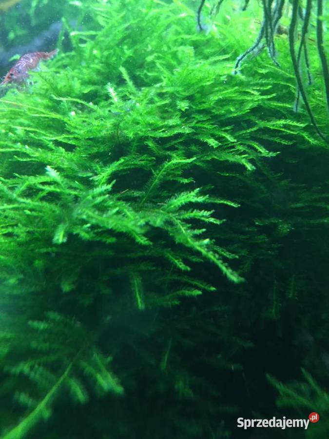 Mech Java moss Gorzów Wielkopolski