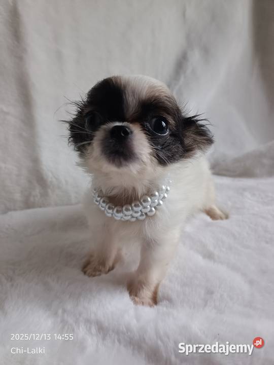 Chihuahua xxs chłopiec samiec dlugowlosy Psy Inowrocław