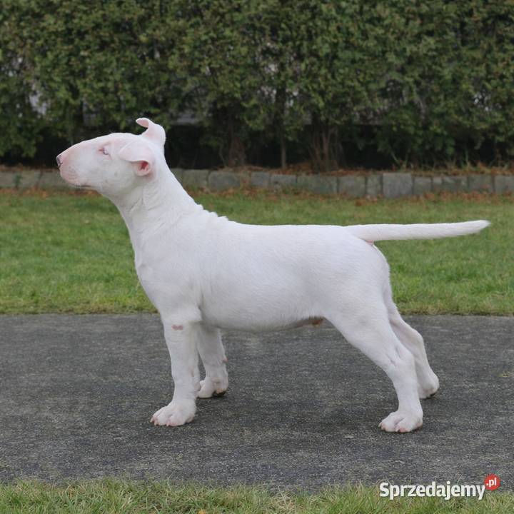 Bulterier Standard Samiec FCI Swarzewo