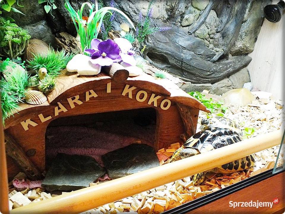 Duże Terrarium z szafką 2 Żółwie Grecki i Lubsko