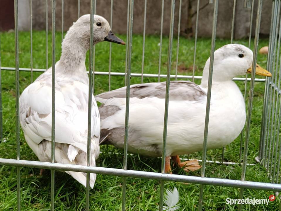 Kaczki kaczuszki call duck łódzkie Łask