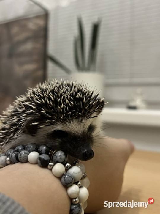 Jeż pigmejski jeże pigmejskie transport kraj