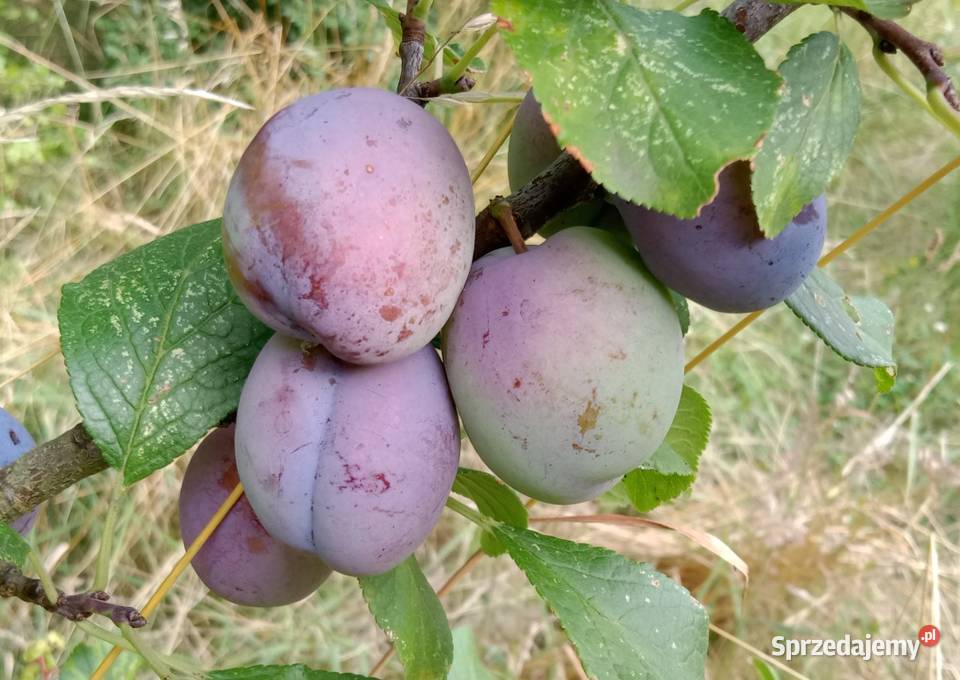 Działka ROD Szczecin