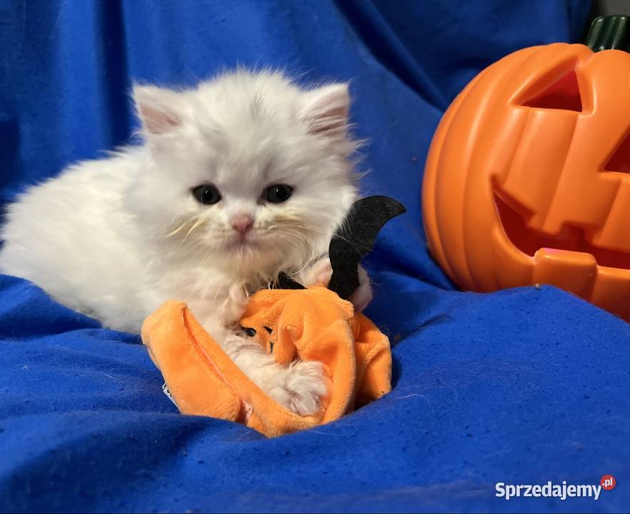 Michel i Edmund kocurki perskie