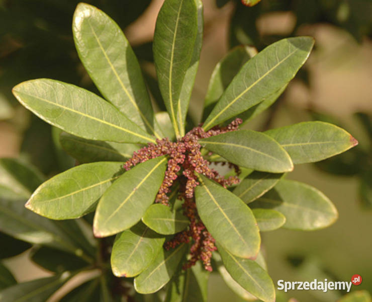 WOSKOWNICA CZERWONA Myrica rubra NASIONA 30 Lubanie