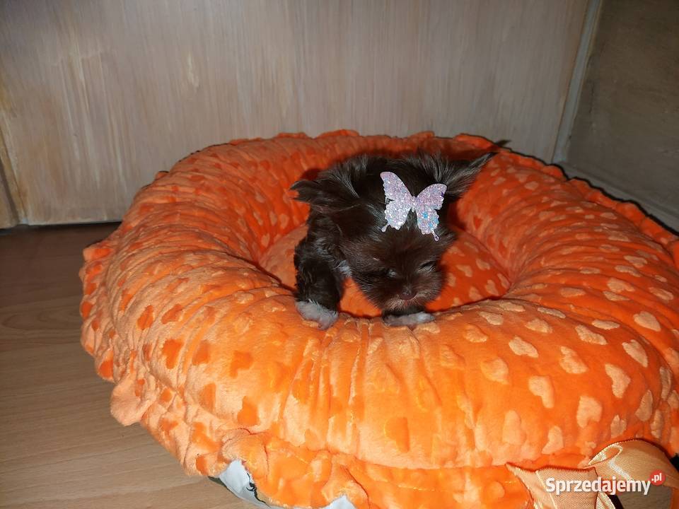 York Yorkshire Terrier Chocolate Suczka Rumia
