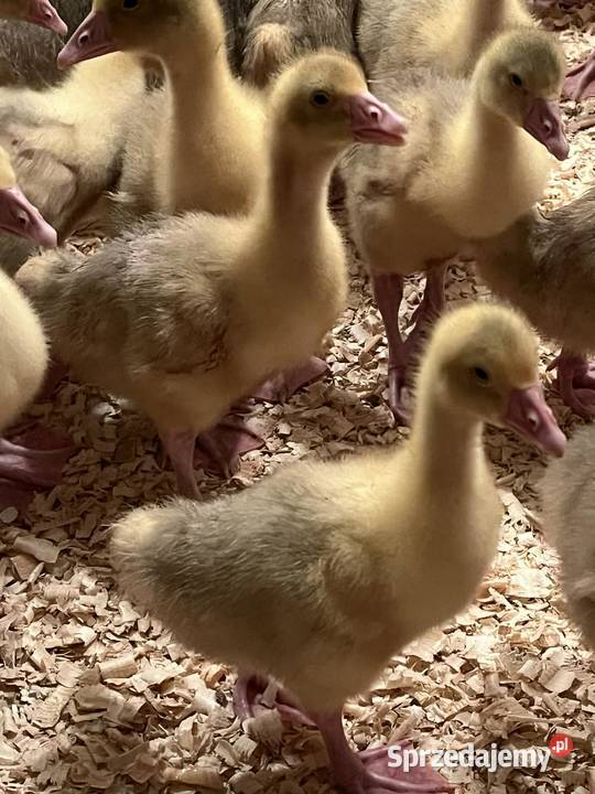 Gęsi kołudzkie Lisia Góra