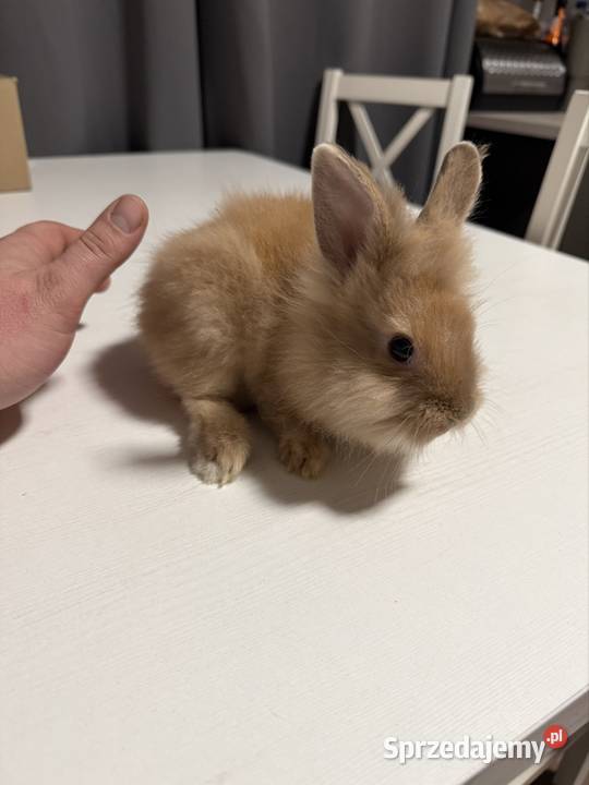 Króliczki miniaturki Wadowice sprzedam