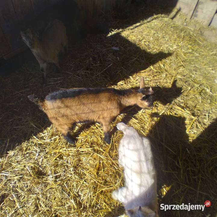 koziołek dwu miesięczny rasowy alpejski sprzedam