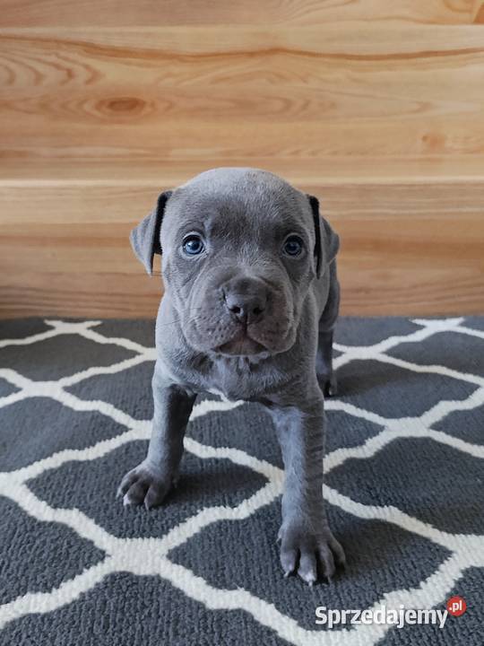Amstaff błękitne szczenięta