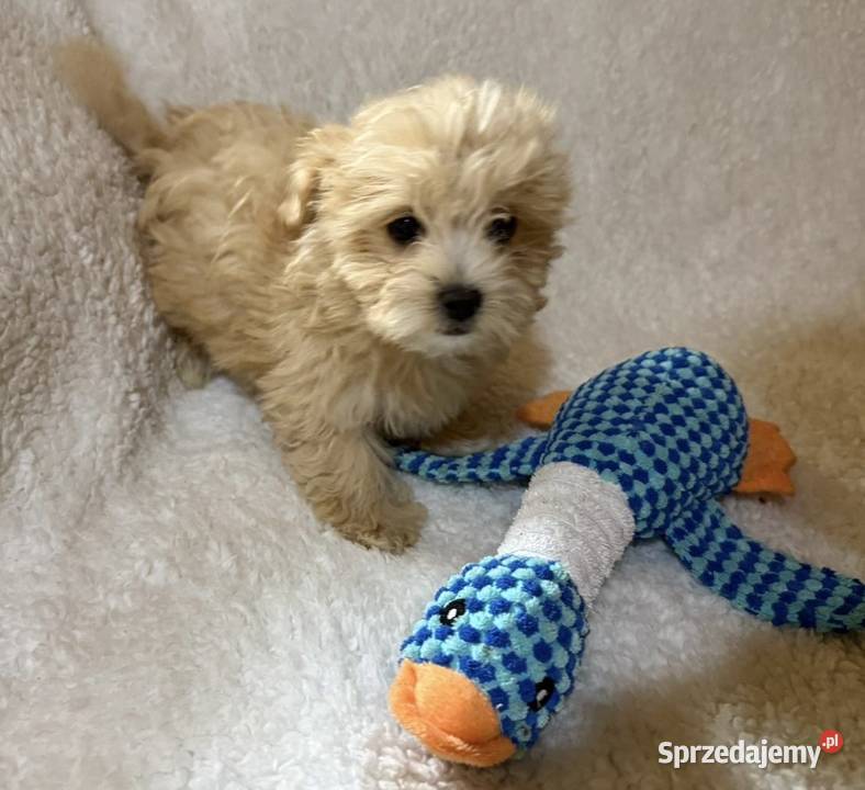 Maltipoo malutkie Maltańczykpudel toy Pozostałe Bielany Wrocławskie sprzedam
