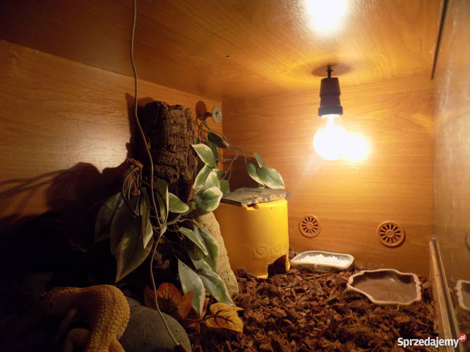 Gekon lamparciterrarium Poznań