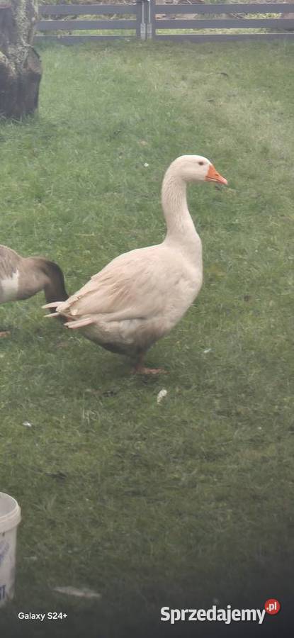 Para gęsi sprzedam zamienię na parę kaczek Sulejów