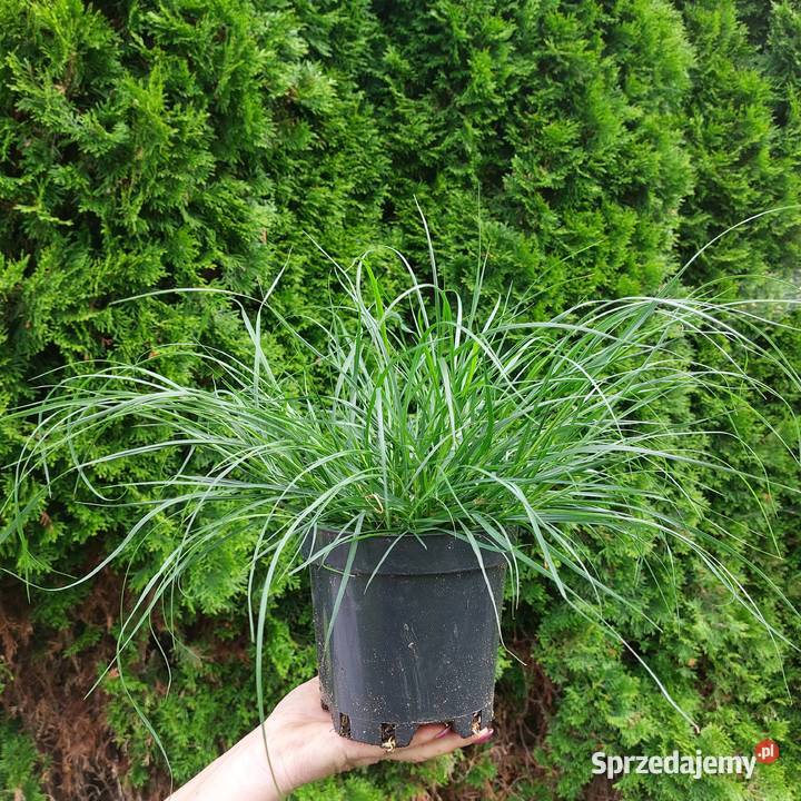 Trawy ozdobne sadzonki wysyłka Stromiec