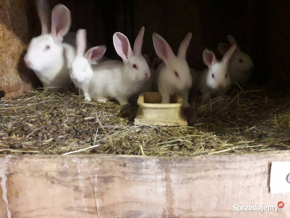 króliki termondzkie rodowód wysyłka podlaskie Bielsk Podlaski