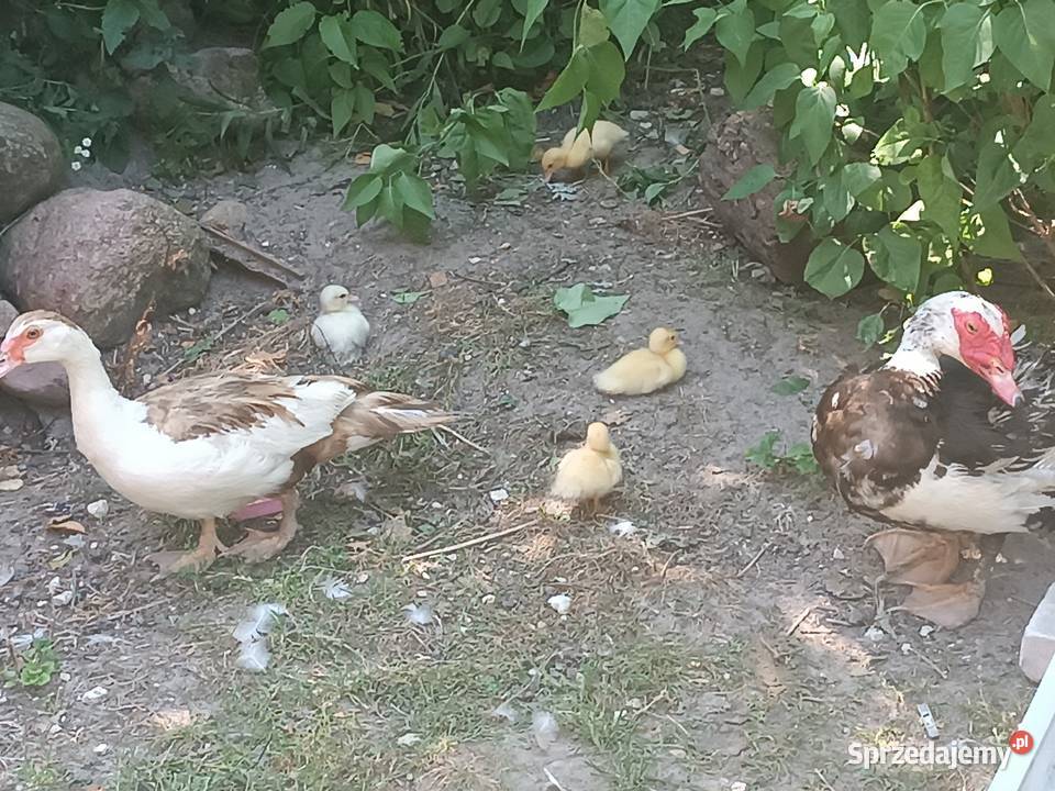 Sprzedam kaczki kaczory kaczuszki Kraśnik