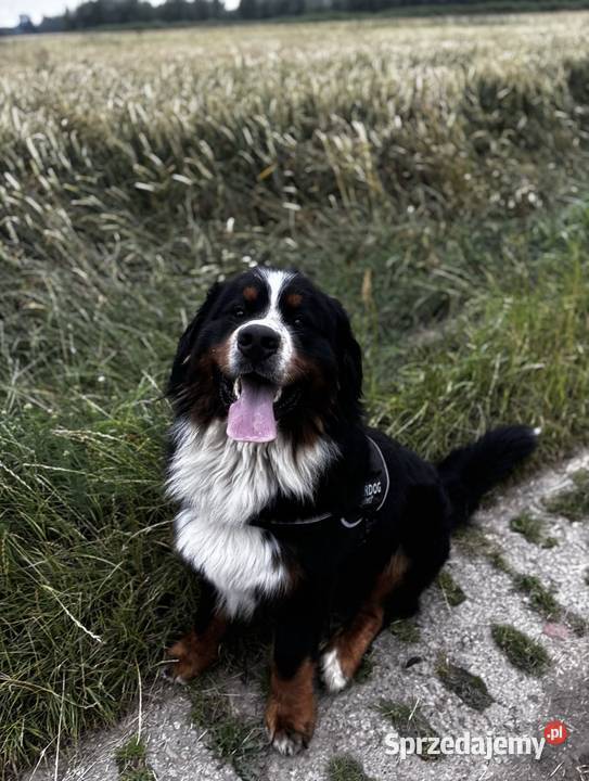 Berneński Pies Pasterski Reproduktor Nowy Dwór Gdański