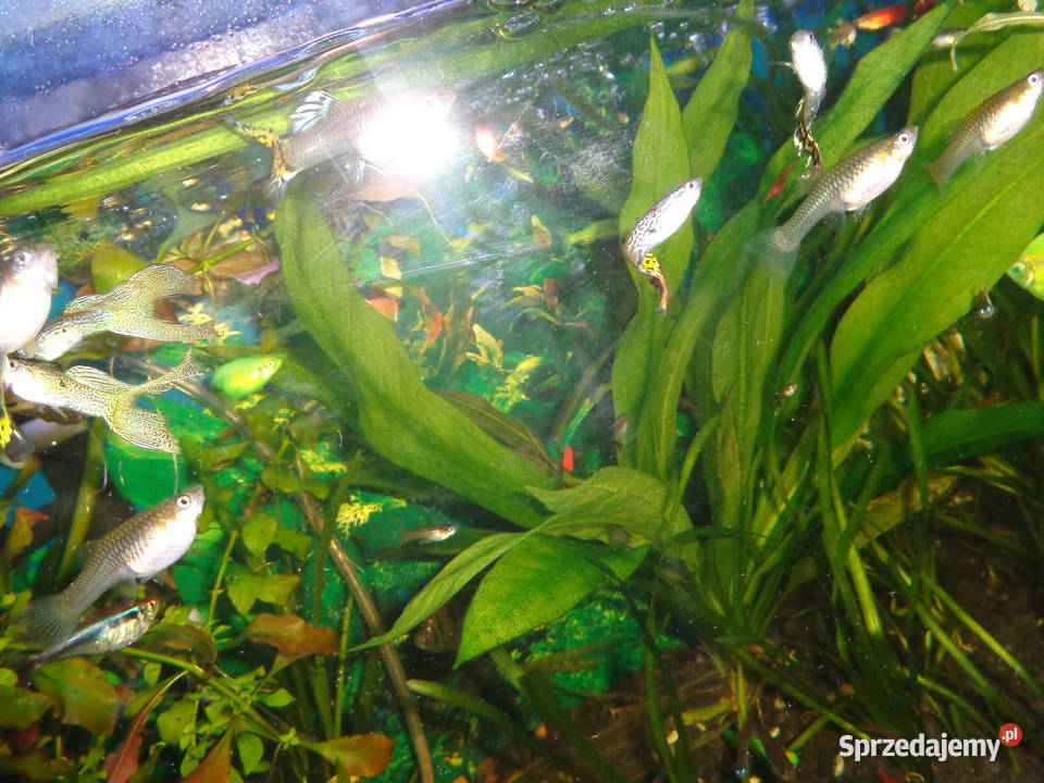 gupiki młody narybek Poznań