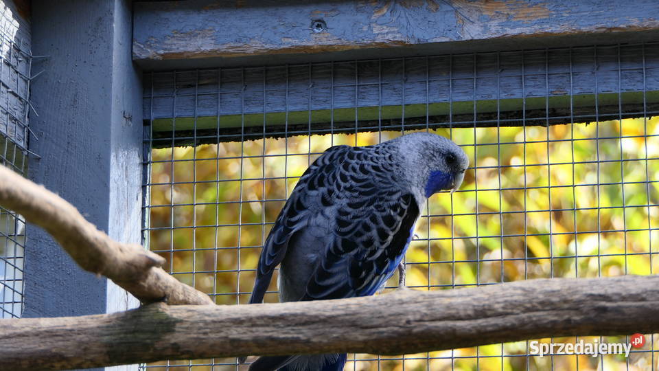 Rozella królewska niebieska Zelów