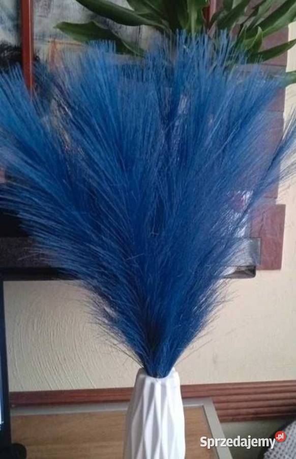 Niebieska trawa pampasowa 20 sztuk Szczecinek