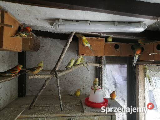 Sprzedam świergotki seledynowe