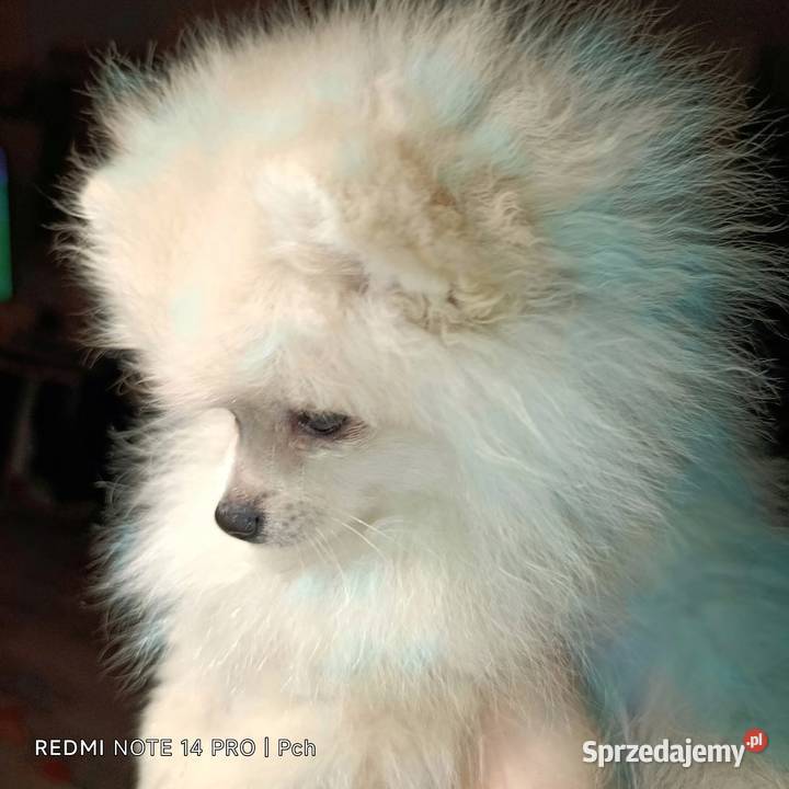 Szpic miniaturowy Przepiękny maluchr Warszawa