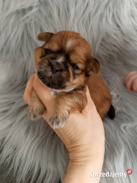 Śliczny złoty piesek rasy ShihTzu Namysłów sprzedam