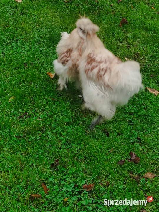 Kogut siłka śląskie Dąbrowa Górnicza