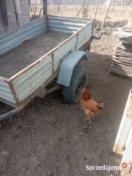 przyczepki Skarszewy