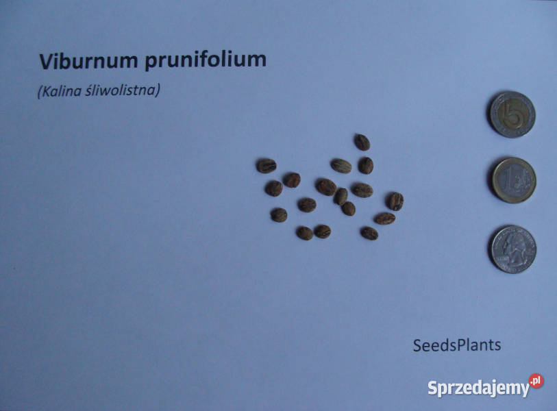 KALINA ŚLIWOLISTNA Viburnum prunifolium NASIONA kujawsko-pomorskie