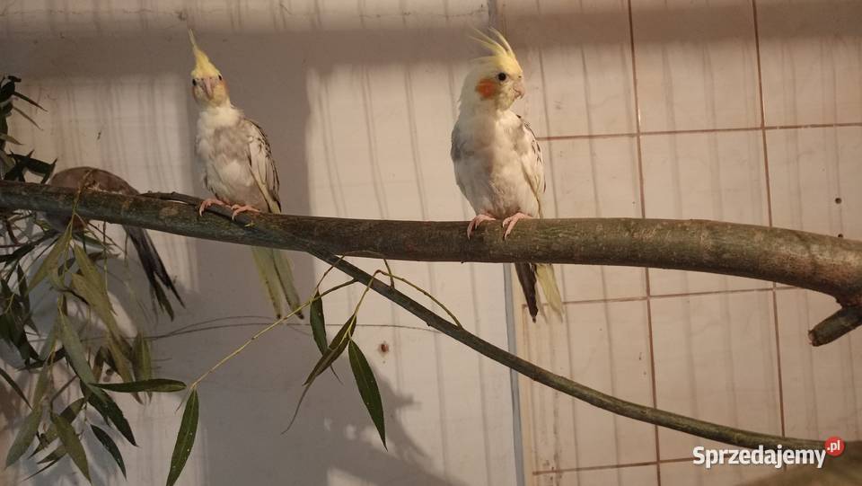 Rozzele białolice z tego roku Czchów