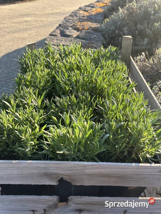 Lawenda Munstead roczne sadzonki gęste ok 12 Rzeszów