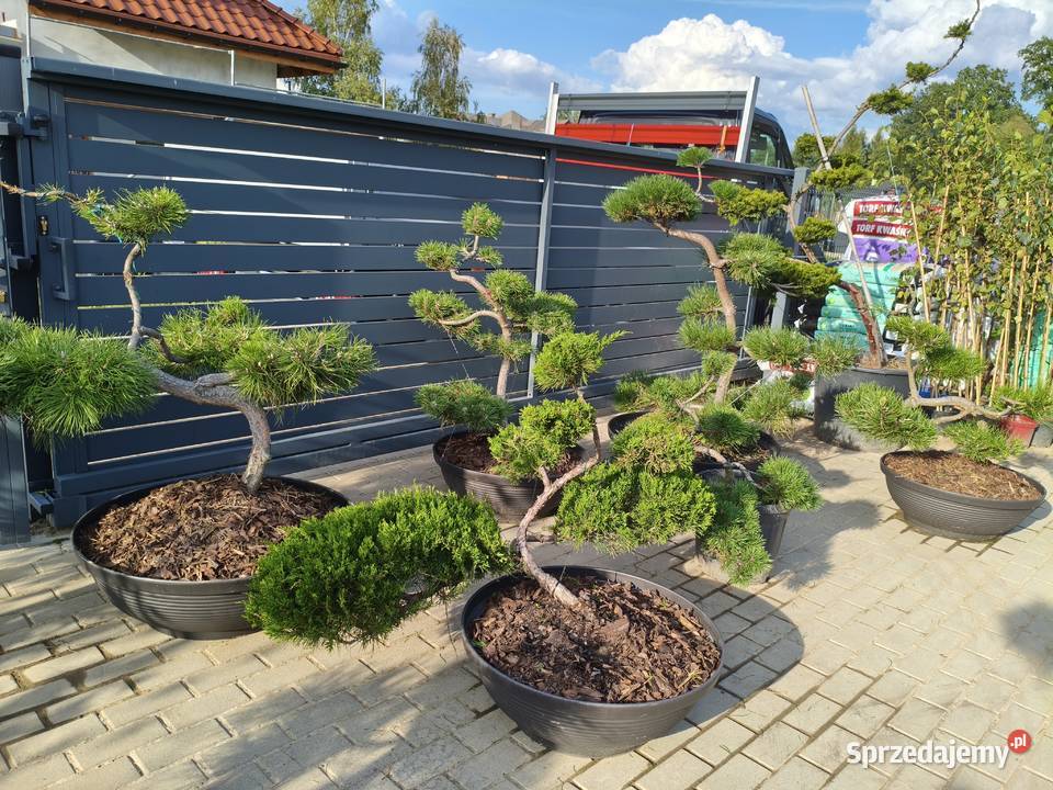 Drzewa i krzewy formowane do ogrodu SZKÓŁKA duży Katowice sprzedam