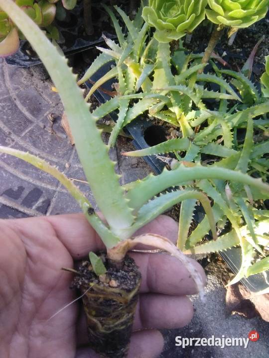 Aloes drzewiasty