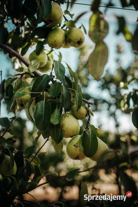 Gruszki prosto sadownika promocja 2 Jenkowice
