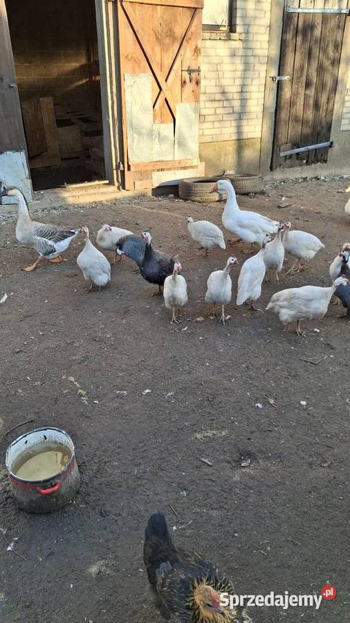 Perliczki samice i samiec Bielsk Podlaski