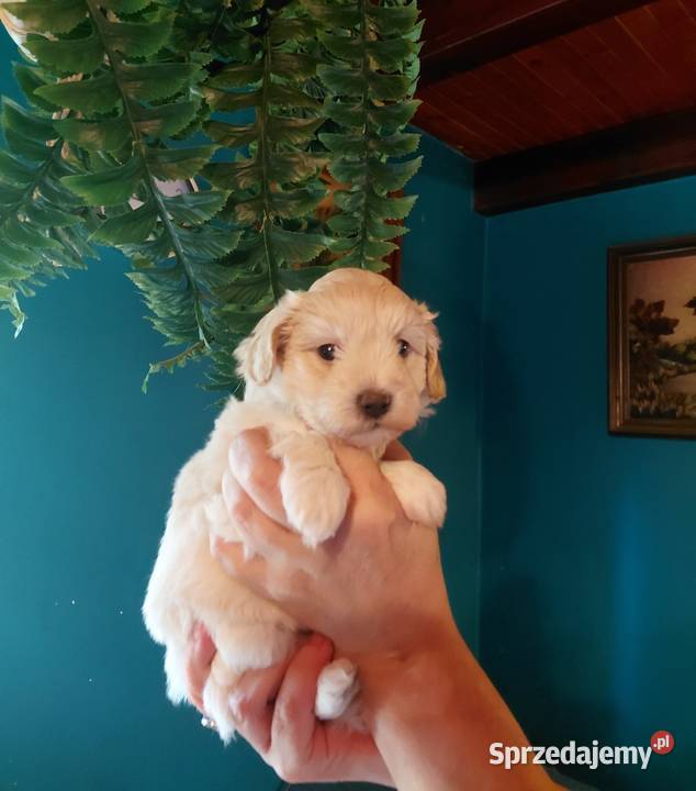 Maltipoo suczka kremowa Wyszków sprzedam