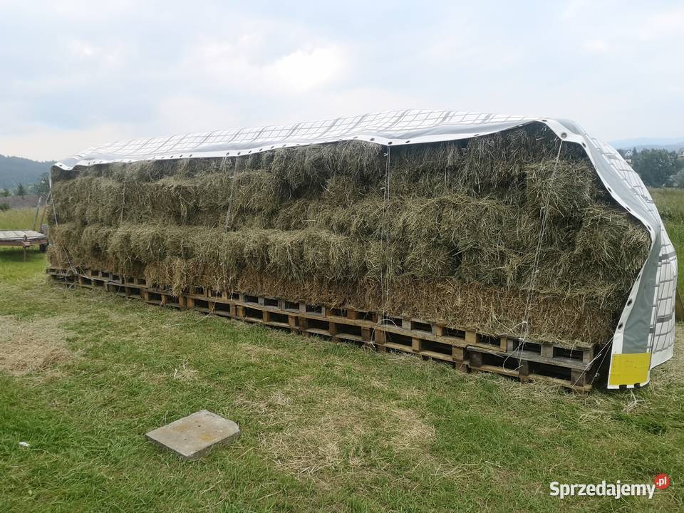 Siano w kostkach 2025