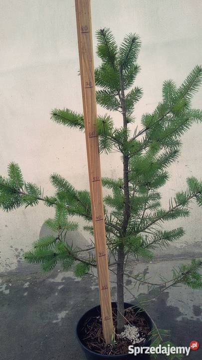 Daglezja zielona doniczka 1m wysokości kujawsko-pomorskie