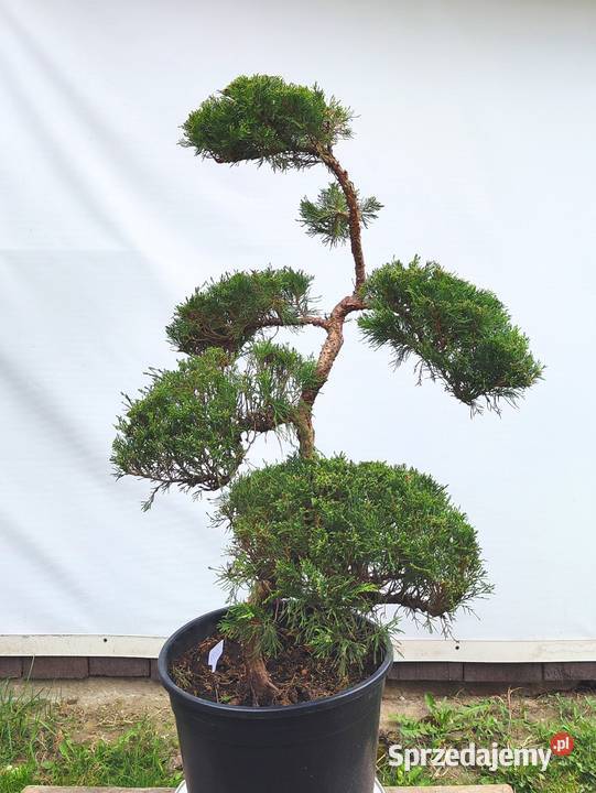 Bonsai Niwaki jałowiec sabiński TAMARISCIFOLIA