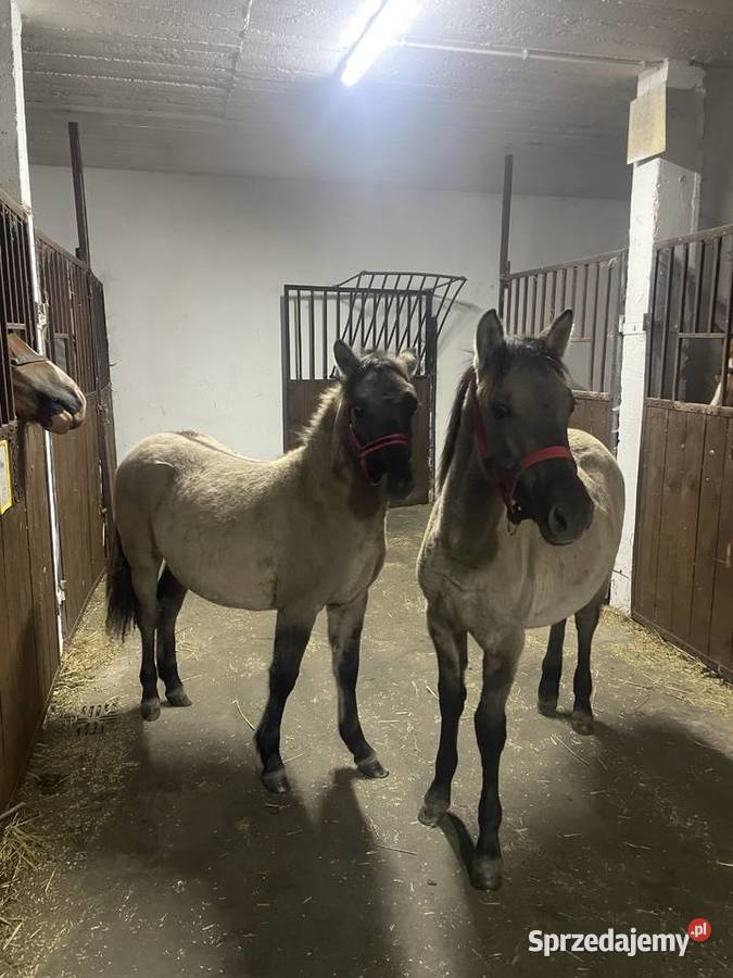 Sprzedam KONIKI POLSKIE Łochyńsko sprzedam