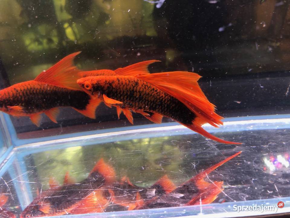 Mieczyk Hamburgi Red Alpha łódzkie Justynów