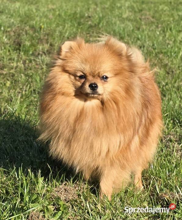 Pomeranian szpic miniaturowy zkwp FCI Piątkowisko
